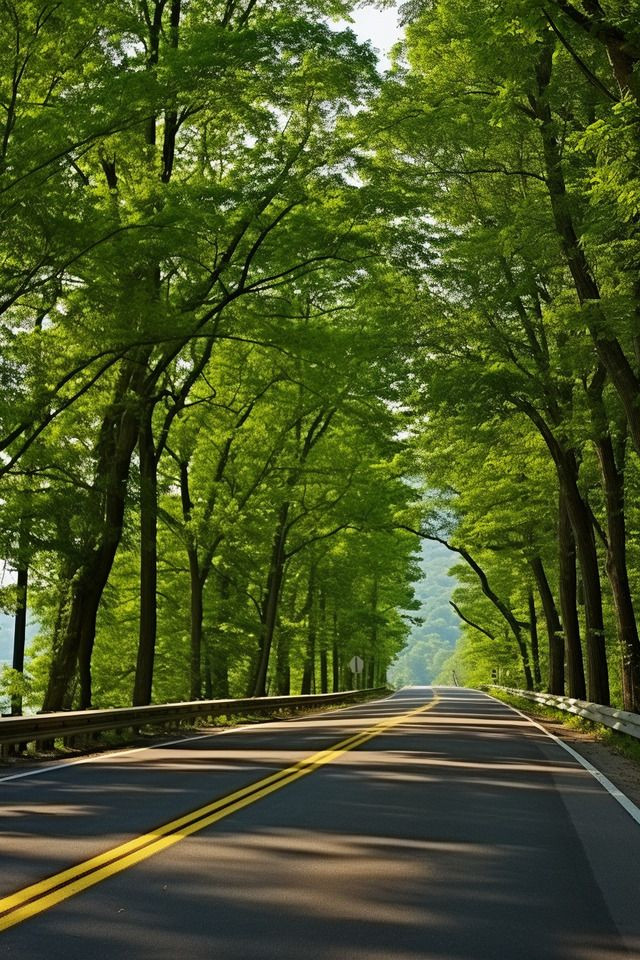 Free Highway Tree Line Stock Photo