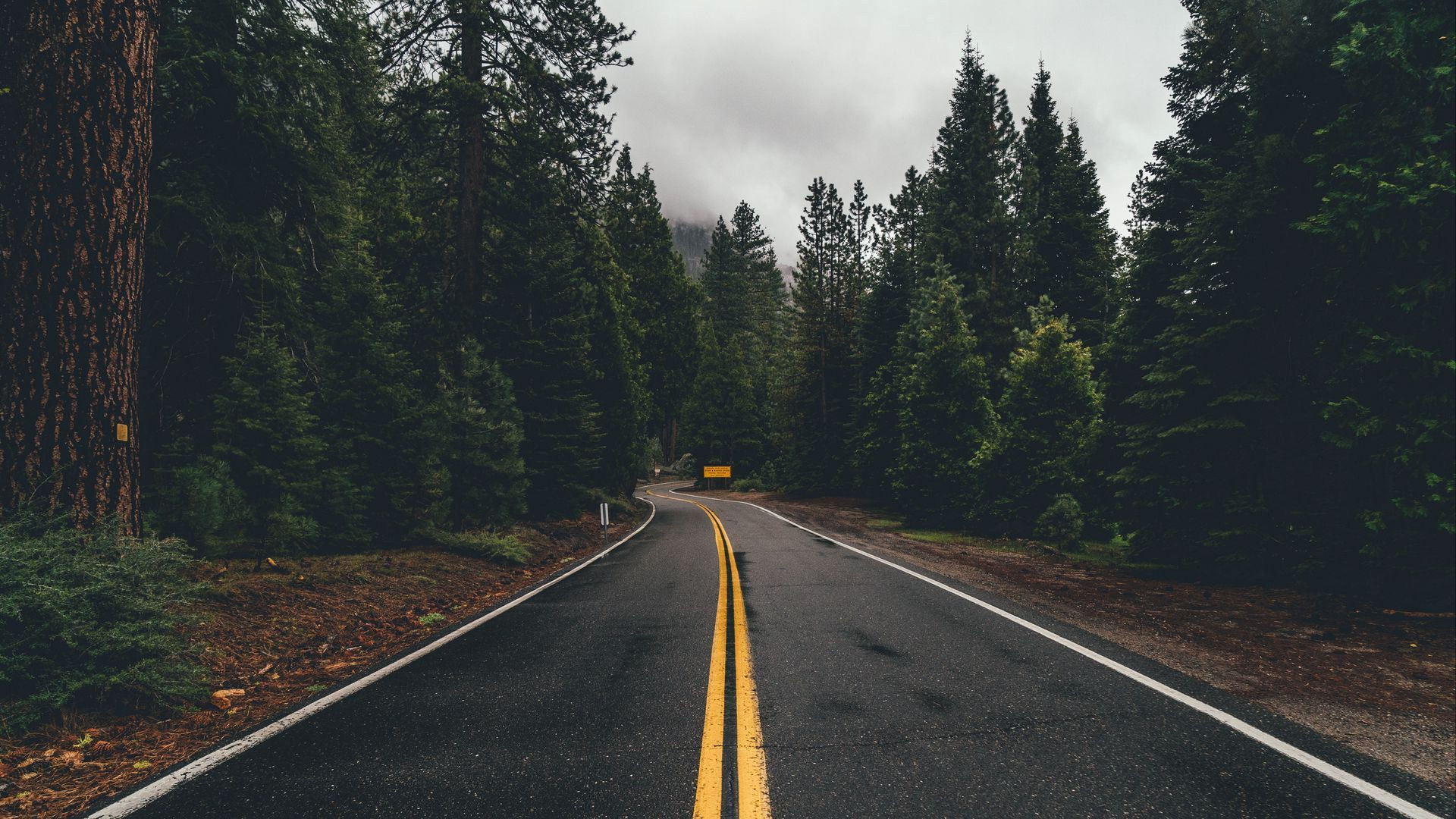 Dark Forest Roads: 1080p HD Wallpapers for Your Desktop